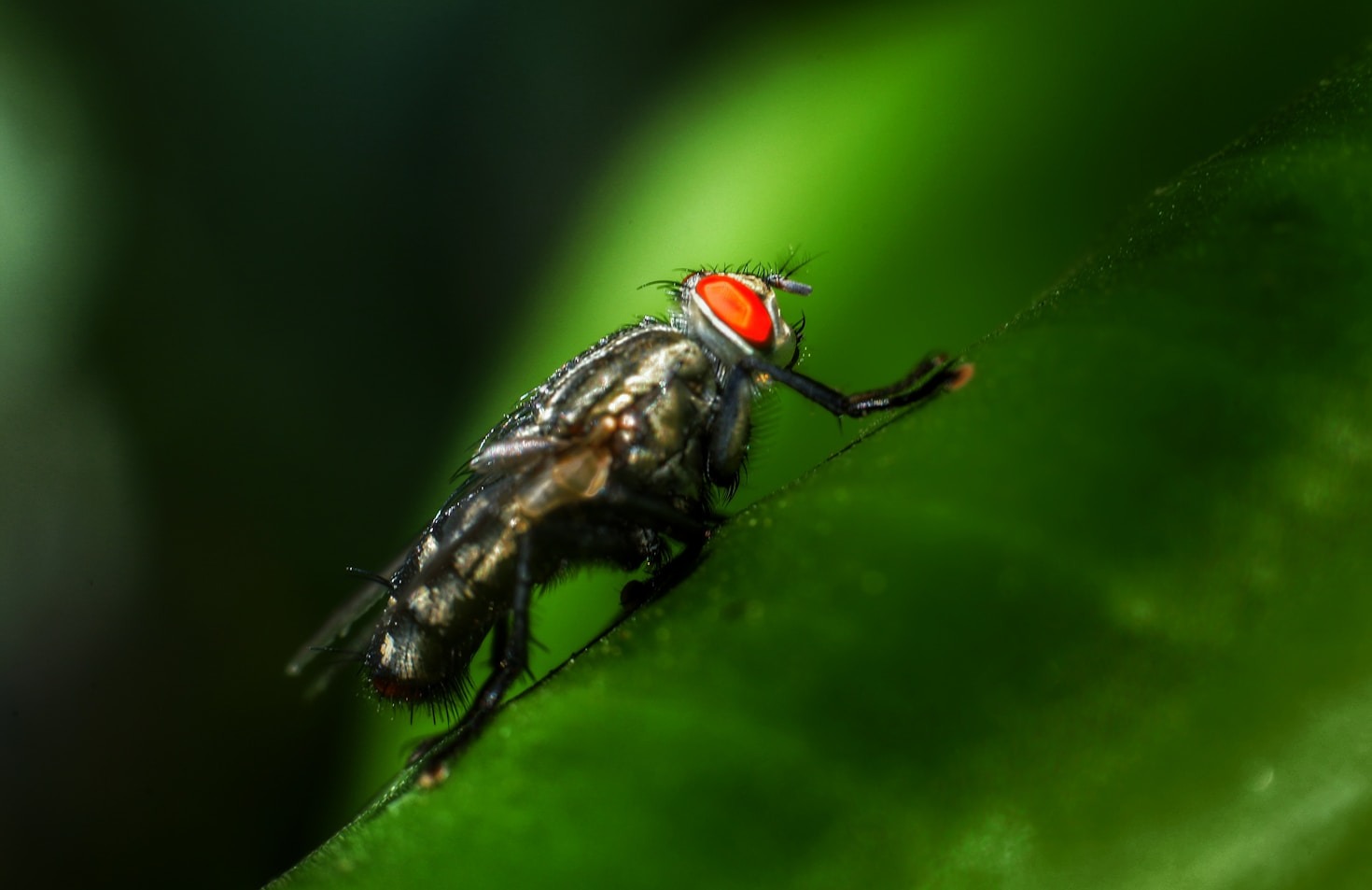 Preventative Pest Control: Save Time and Money