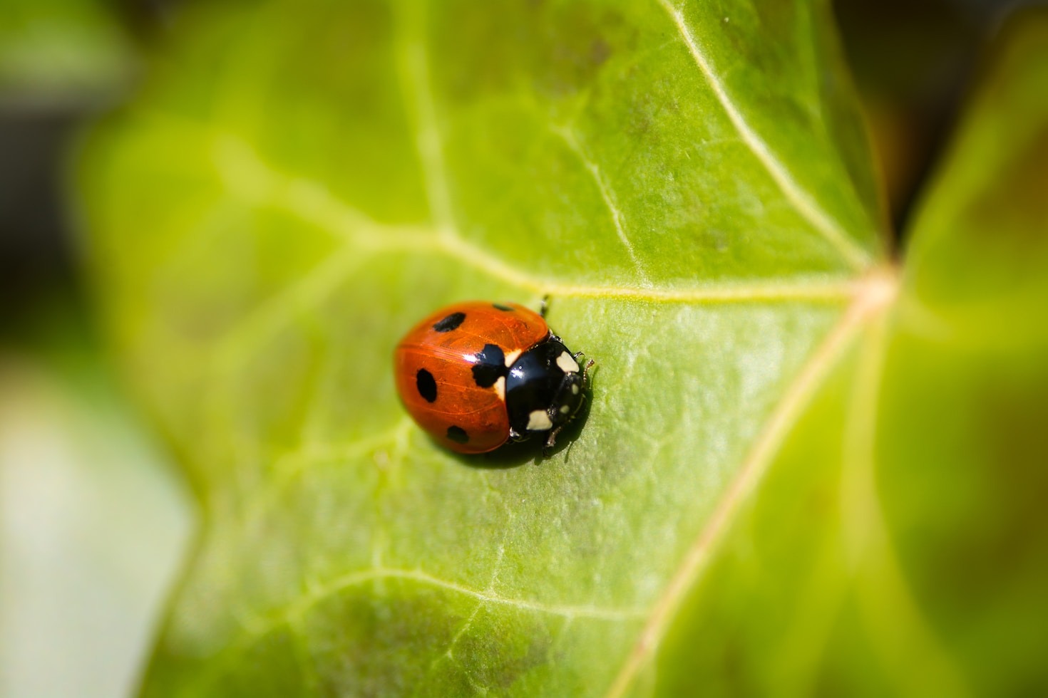Eco-Friendly Pest Control Methods to Consider